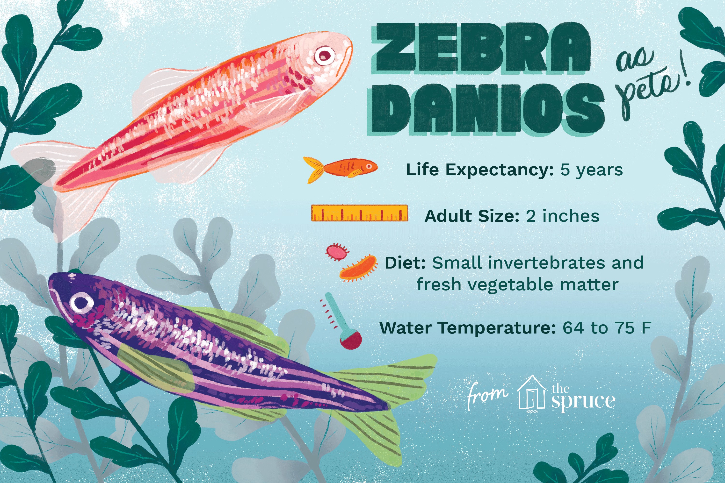 Profilo della specie di pesce Zebra Danio (pesce zebra)