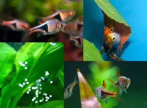 Perfil da espécie de peixe Harlequin Rasbora