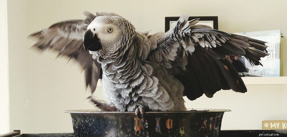 Papagaio-cinzento:características e cuidados da espécie