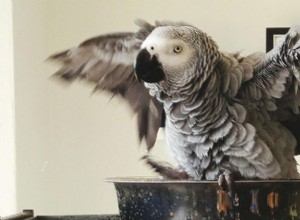 Африканский серый попугай:характеристика вида и уход