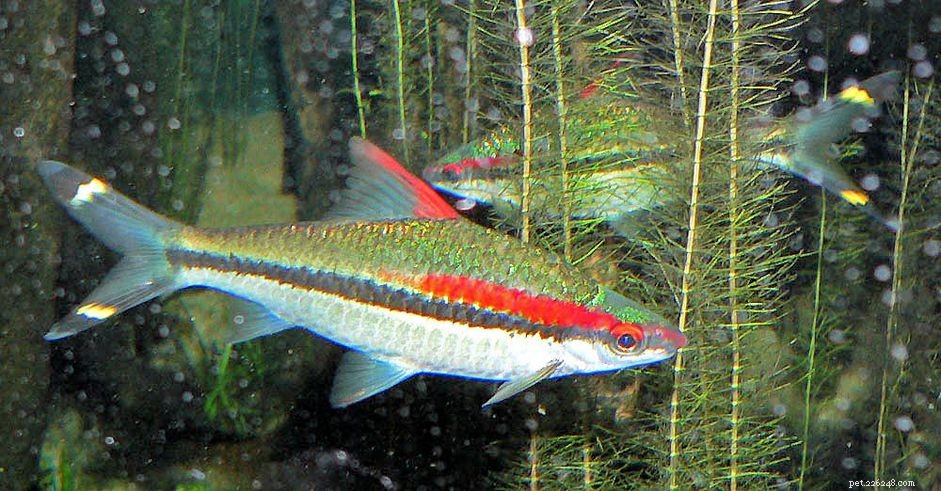Profilo delle specie di pesci Denison Barb