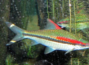 Profil druhů ryb Denison Barb