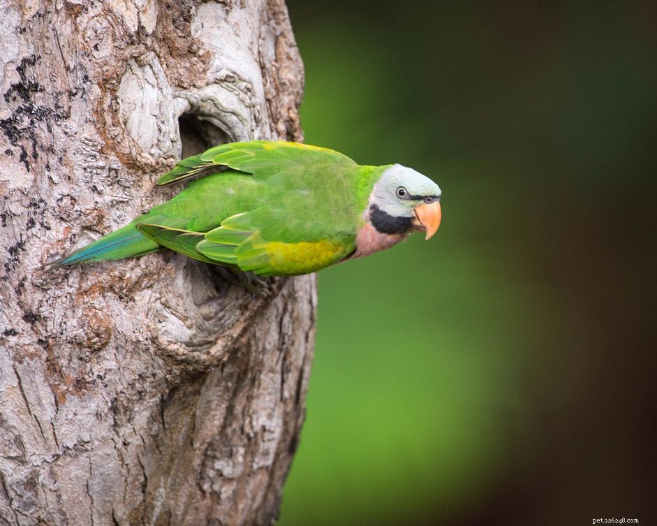 Усатый попугай:профиль видов птиц