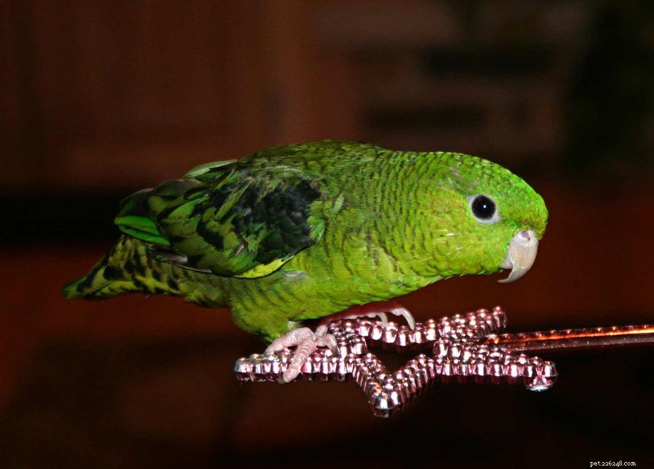 Линейный попугай (полосатый попугай):профиль видов птиц