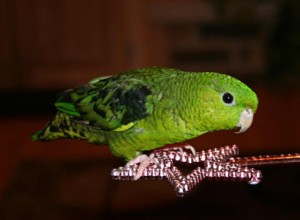 Paroun čárkovaný (andulka čárkovaná):Profil druhů ptáků