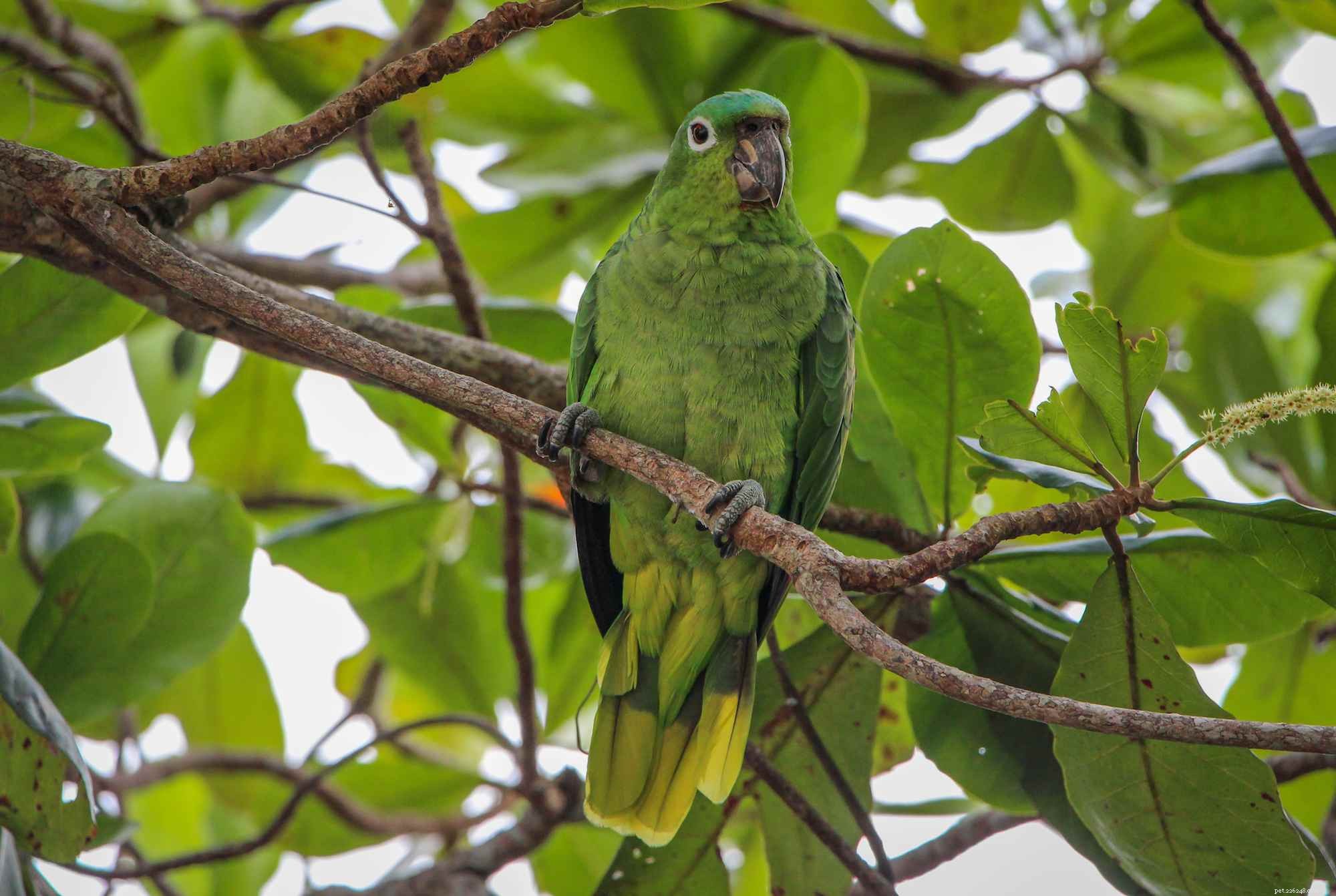 Мучнистый амазонский попугай:профиль видов птиц