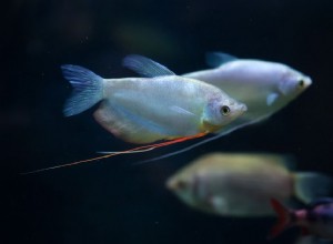 Profil druhů ryb Moonlight Gourami (Moonbeam Gourami)
