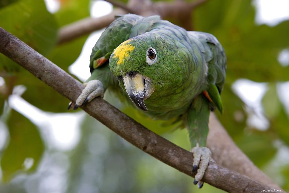 Papoušek amazonský Mealy:Profil druhů ptáků