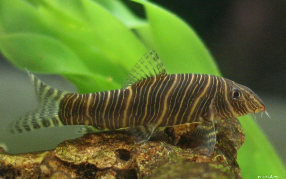 Profil d espèce de poisson Zebra Loach (Candy Stripe Loach)