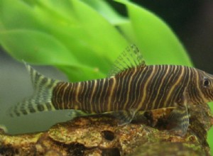 Profil d espèce de poisson Zebra Loach (Candy Stripe Loach)