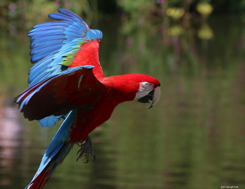 Grönvingad ara (röd och grön ara):Fågelartsprofil