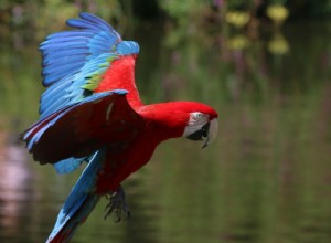 緑の翼のコンゴウインコ（赤と緑のコンゴウインコ）：鳥の種のプロファイル 
