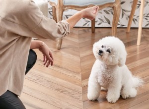 コマンドに座るようにあなたの犬を訓練する方法 