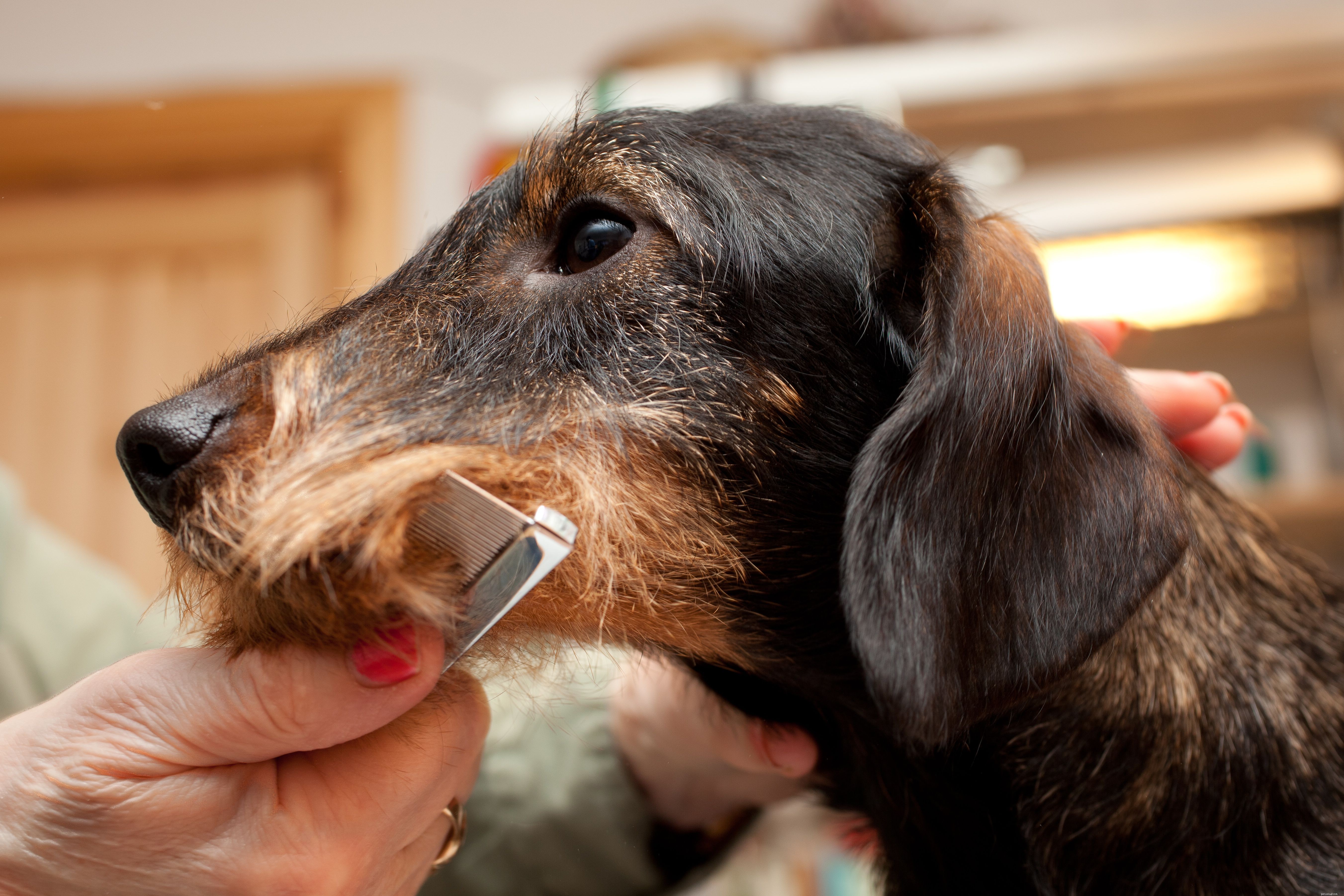 Hondenverzorging:soorten hondenbontjassen