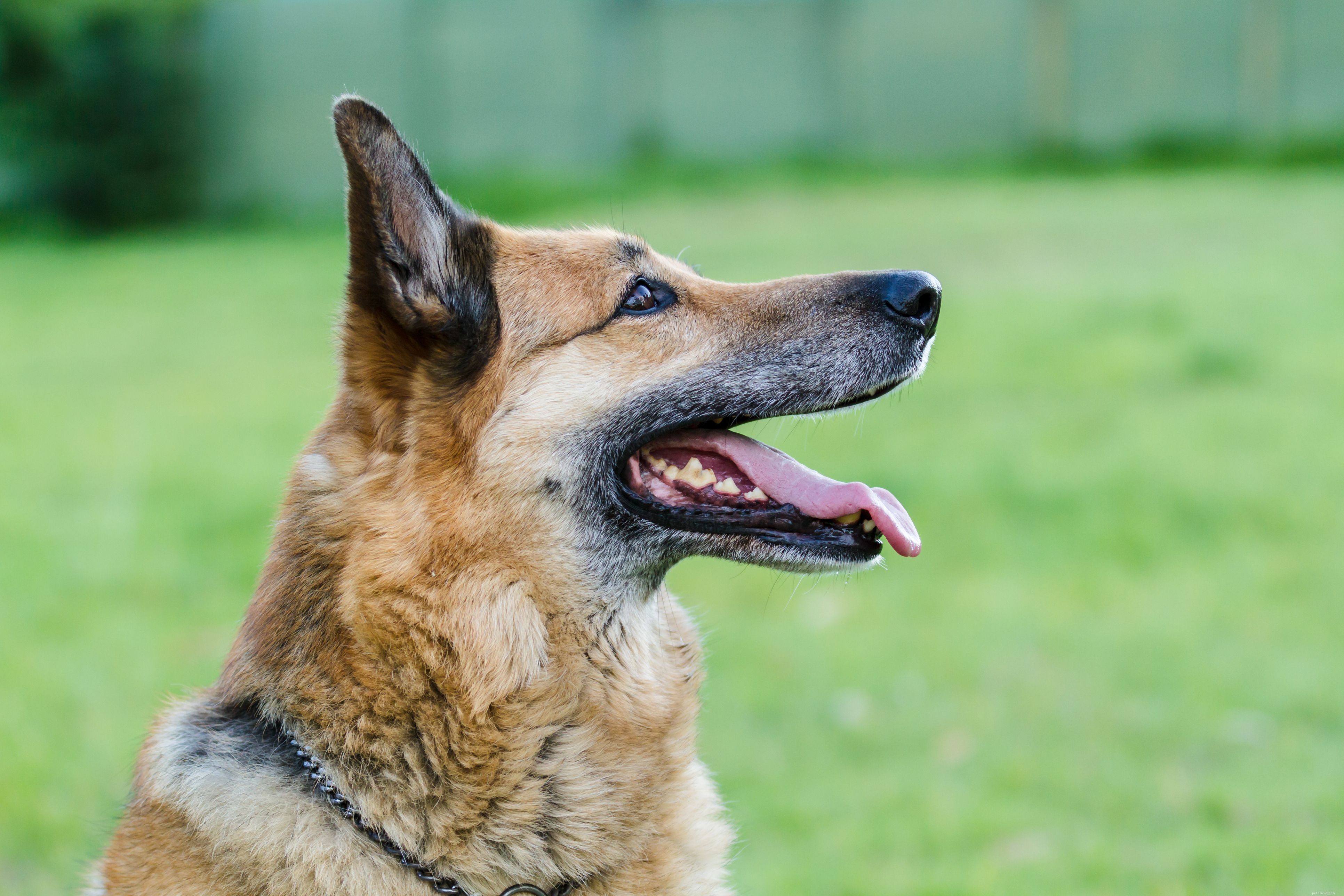 Hundvård:Typer av hundpälsrockar