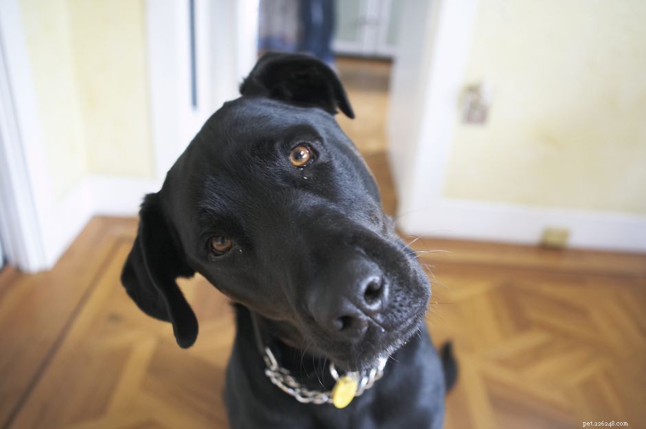 Co je syndrom černého psa?