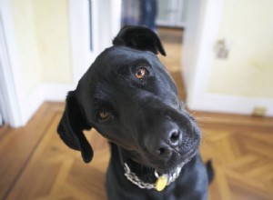 Co je syndrom černého psa?