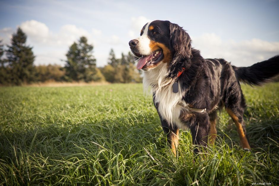 15 bästa tysta hundraser som skäller mindre
