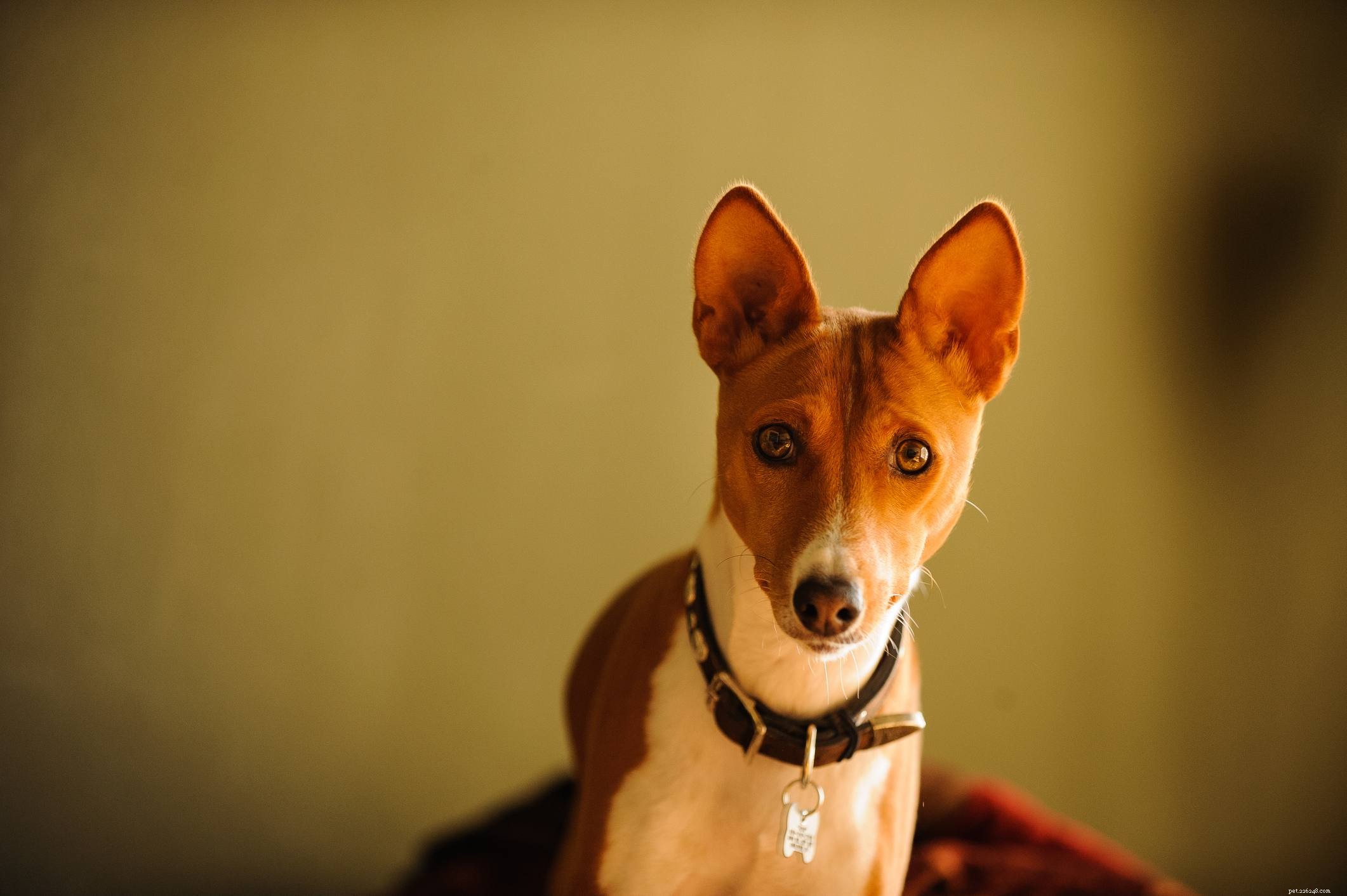 15 migliori razze di cani silenziosi che abbaiano di meno