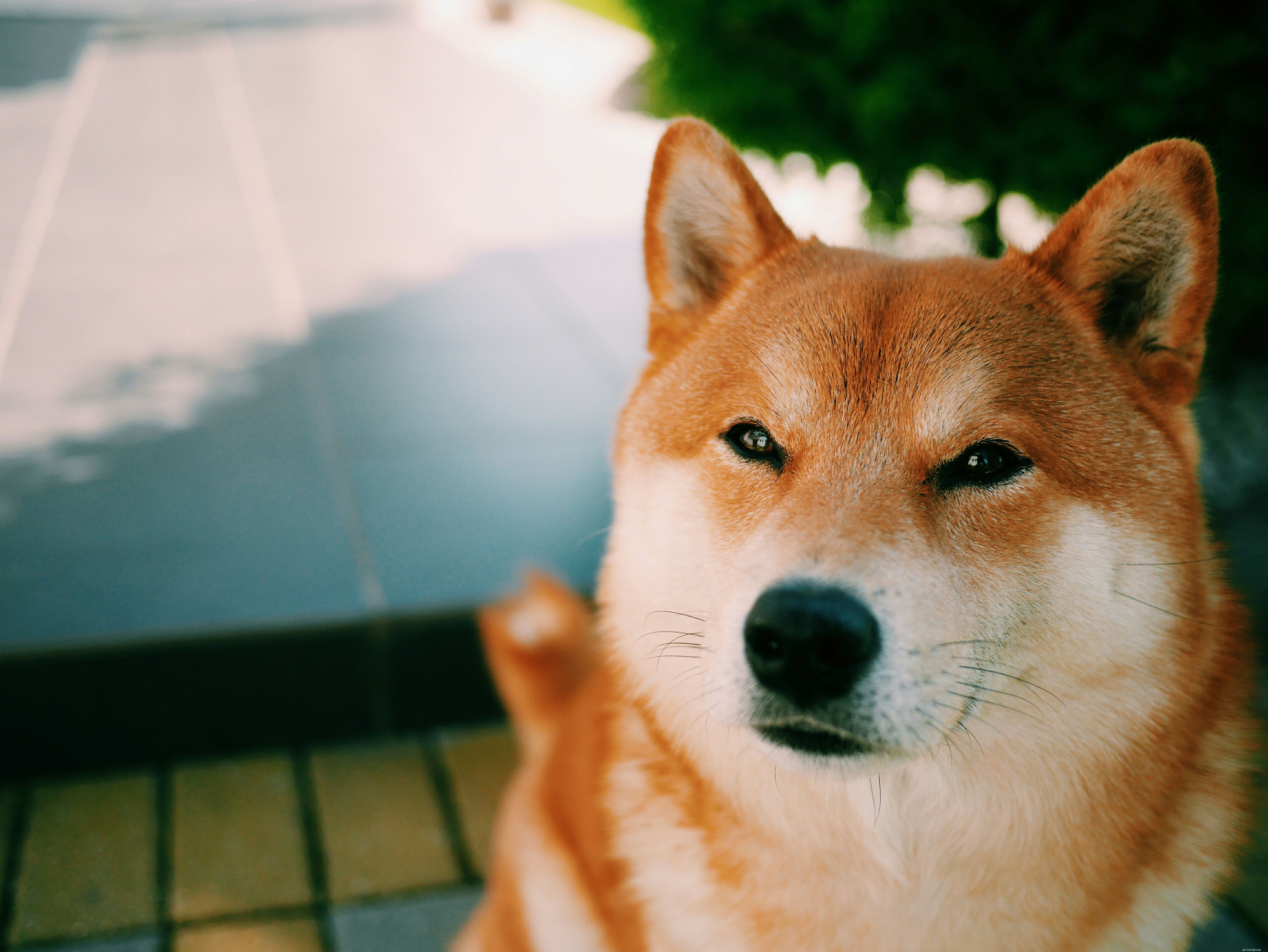 15 migliori razze di cani silenziosi che abbaiano di meno