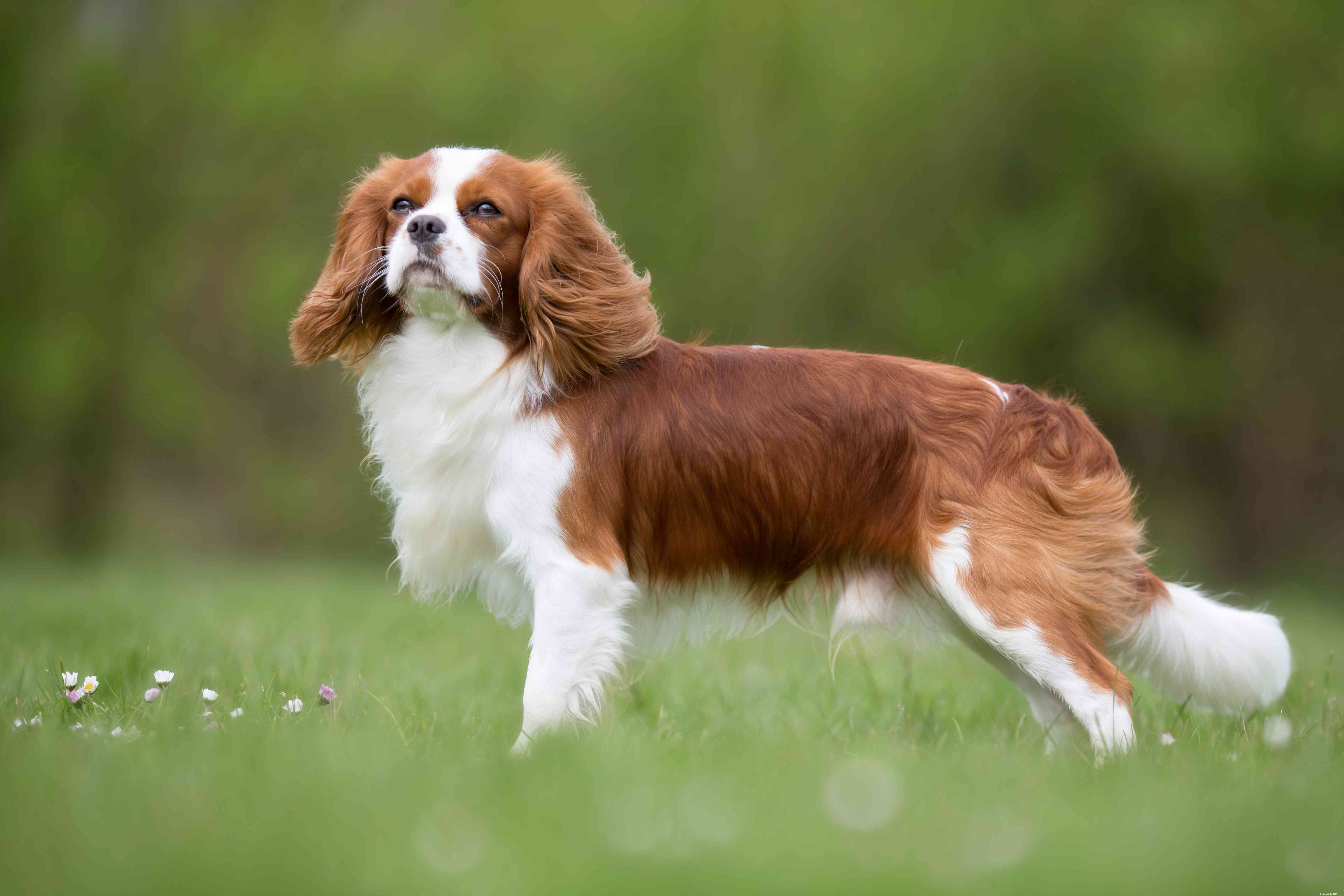 15 melhores raças de cães quietos que latem menos