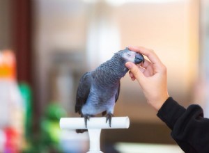 Santé du bec des oiseaux