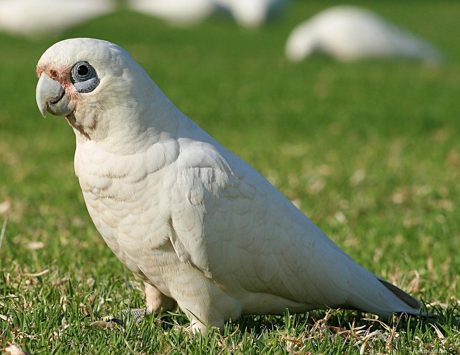 Cacatua dagli occhi nudi (Piccola Corella):profilo di specie di uccelli