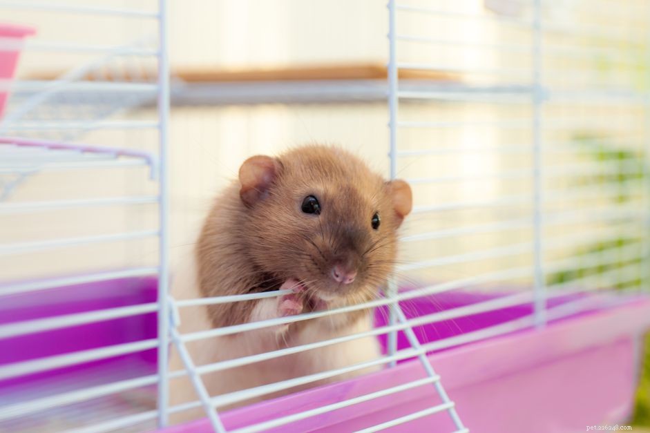 8 лучших клеток для домашних крыс