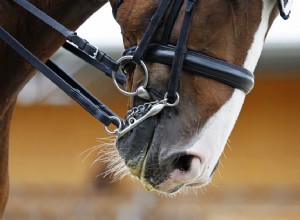 Usando freios para passeios a cavalo