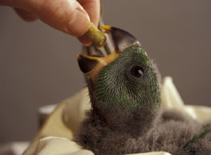 うるさいペットの鳥に新しい食べ物を紹介する 