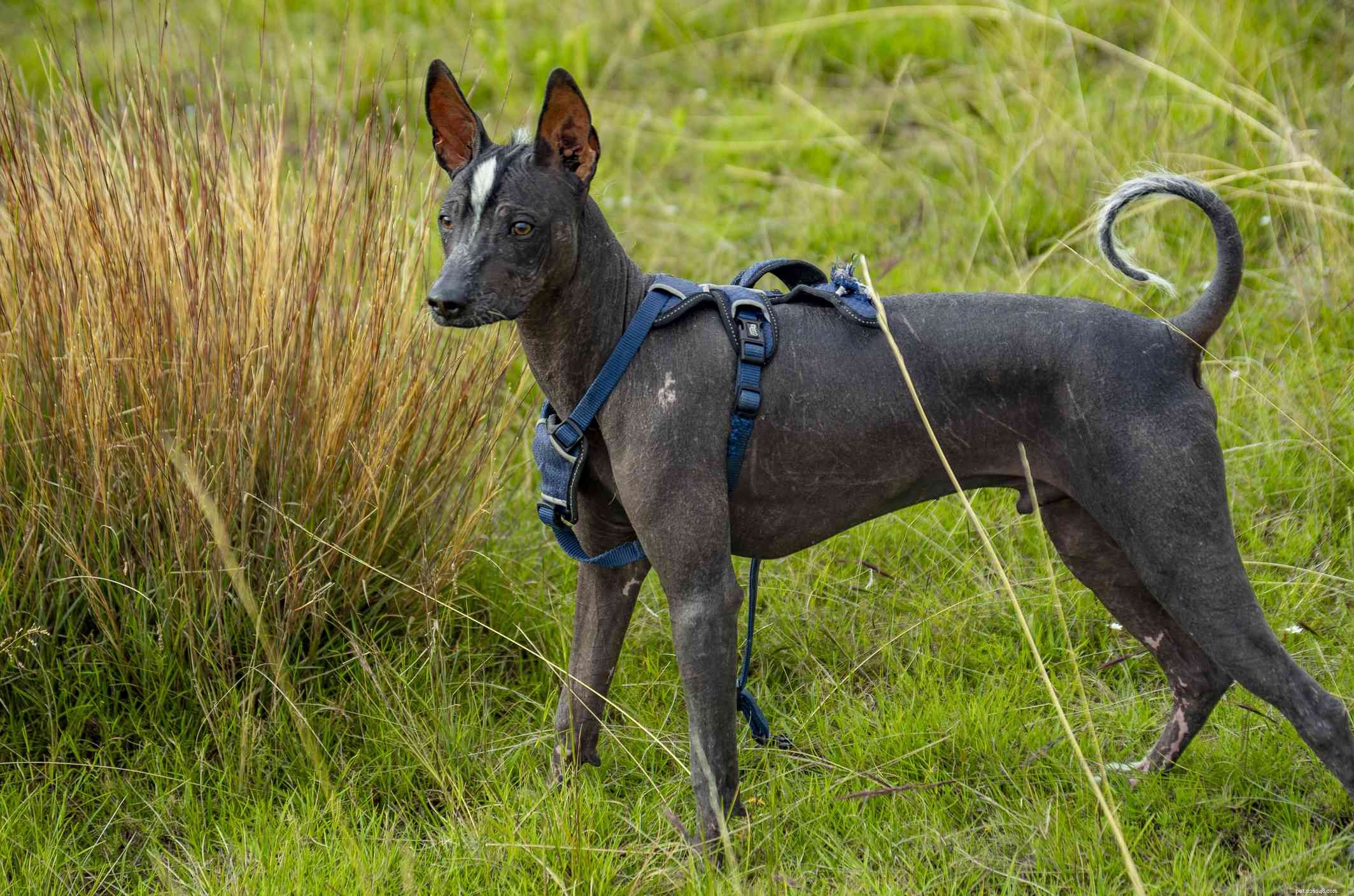 페루비아 잉카 난초:개 품종 프로필