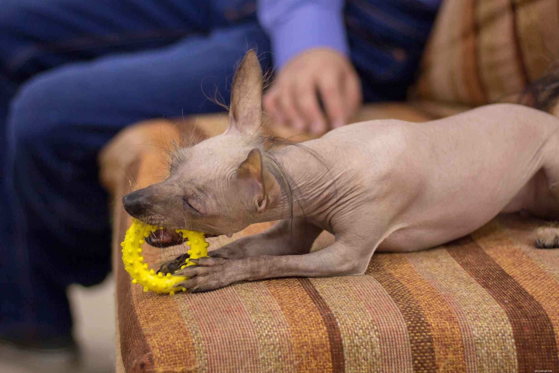 Orquídea inca peruana:perfil da raça do cão