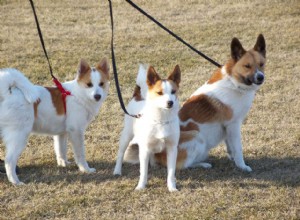 Norrbottenpets:perfil da raça do cão