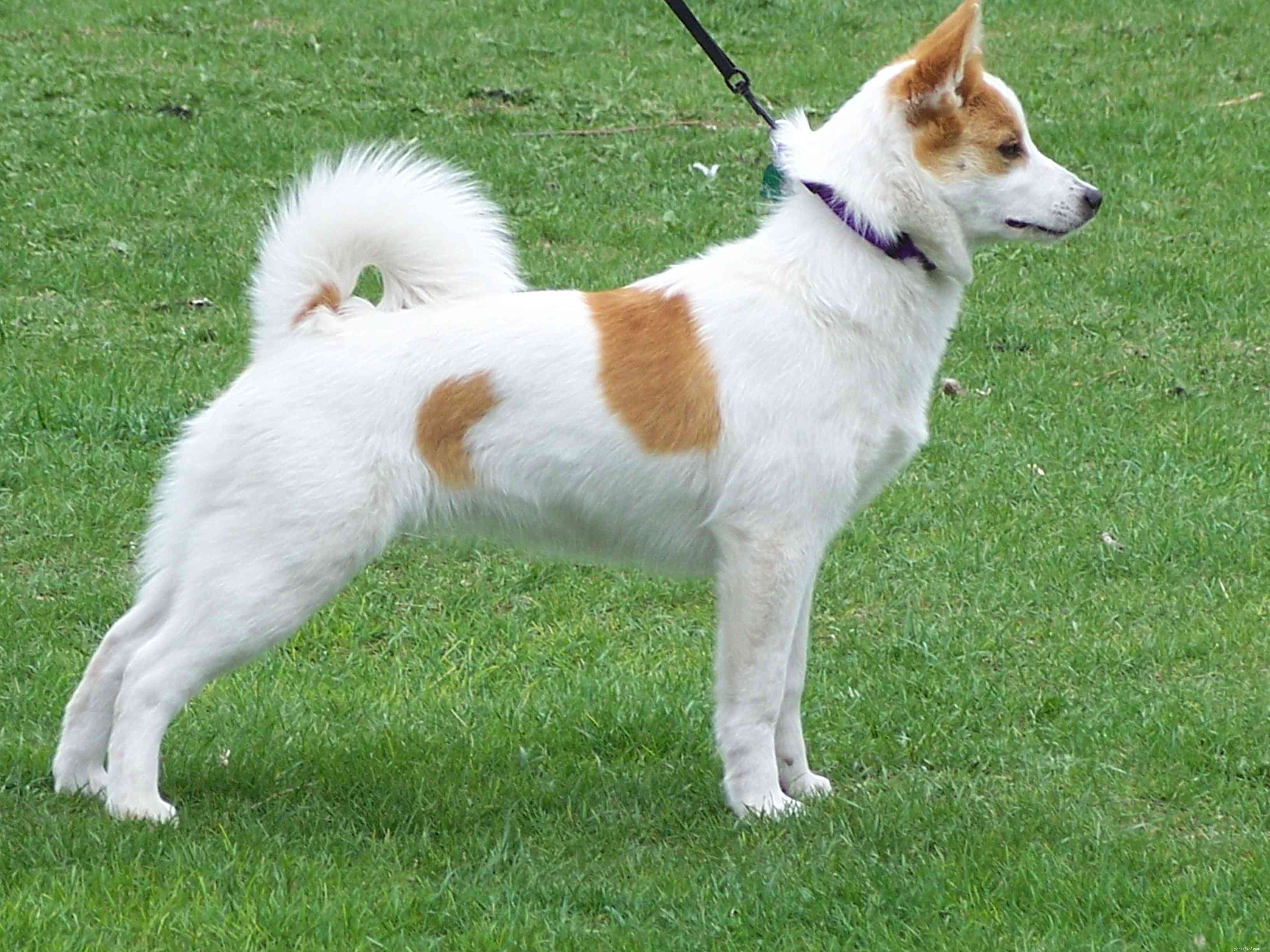 Norrbottenspets:profilo razza canina