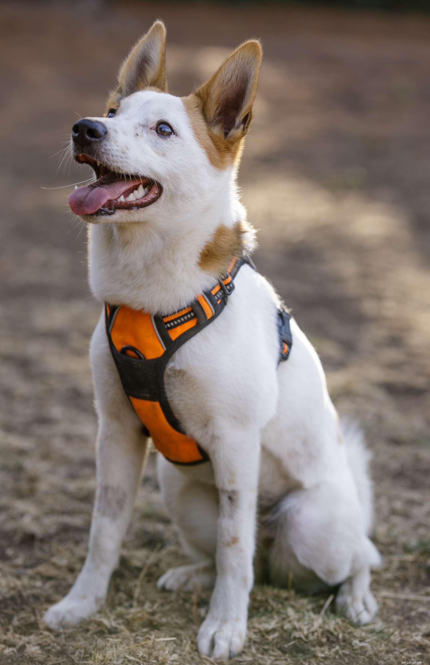 Norrbottenspets :profil de race de chien