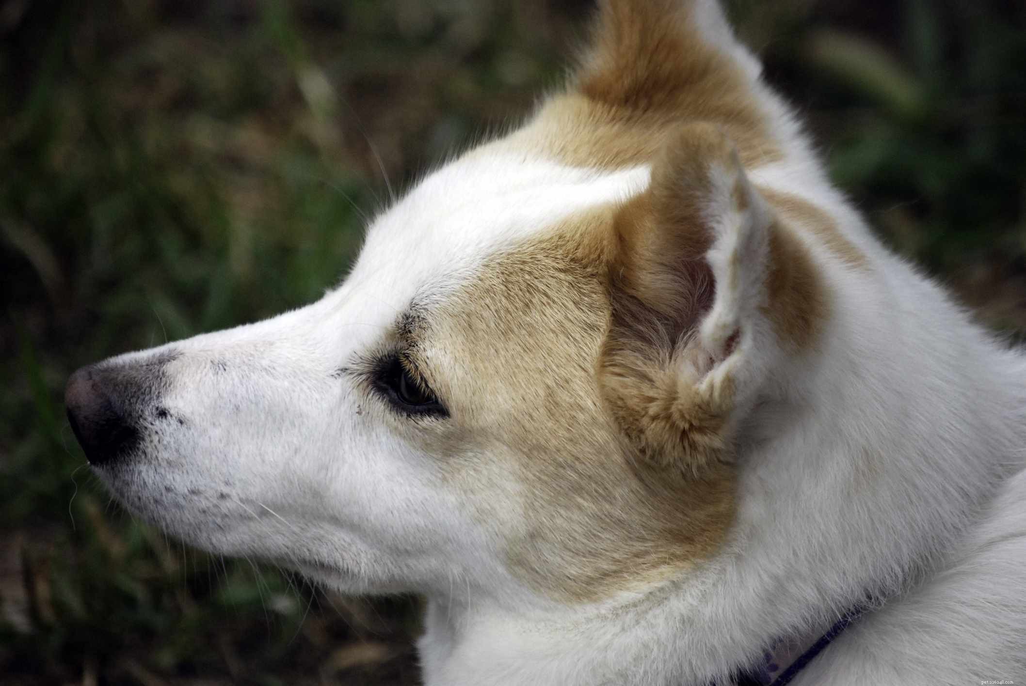 Norrbottenpets:perfil da raça do cão