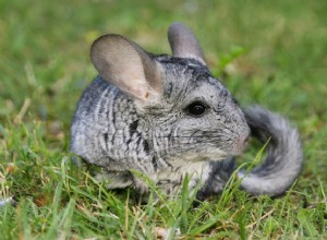 Qu est-ce que le slip en fourrure de chinchilla ?