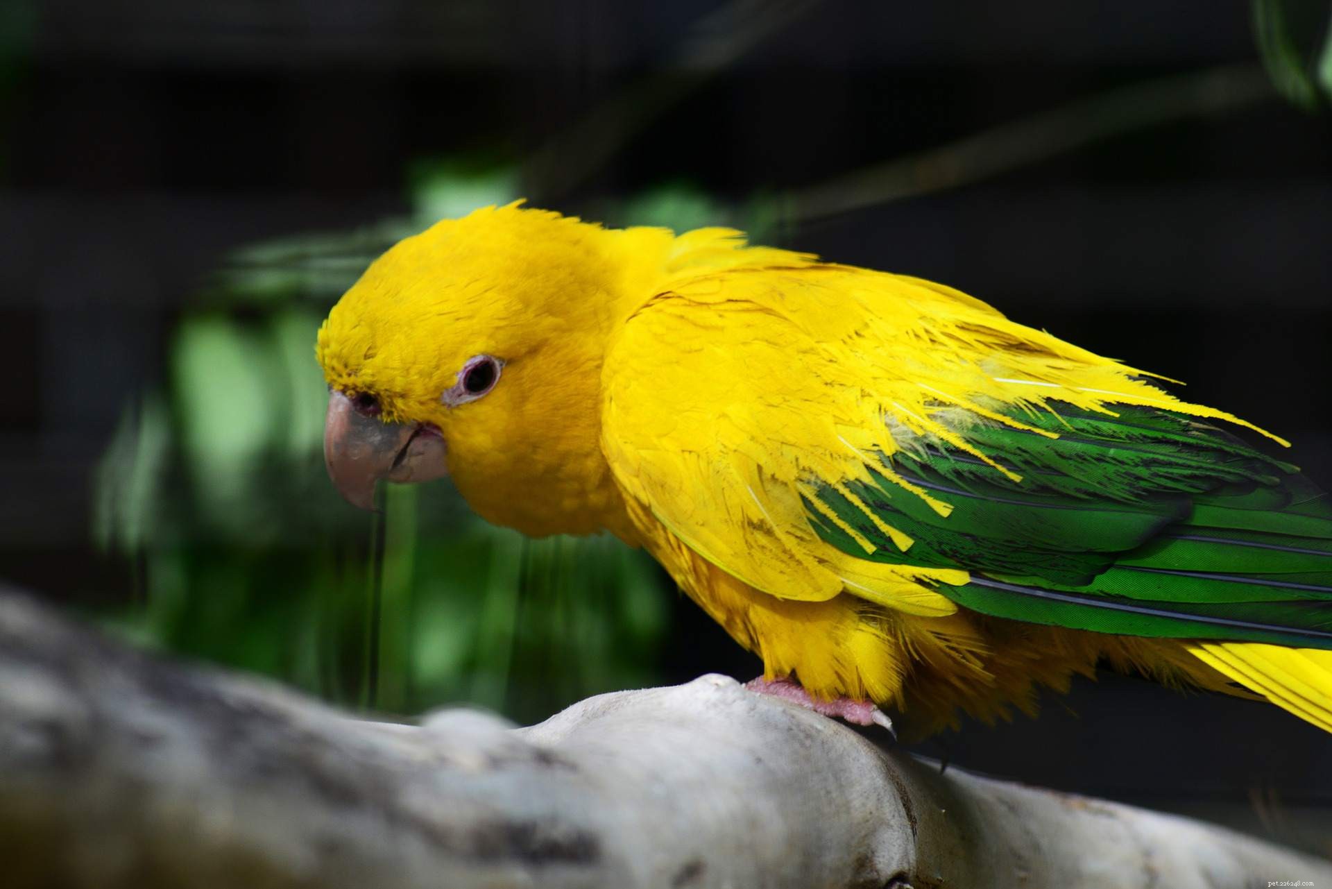 最もエキゾチックなペットの鳥の8 
