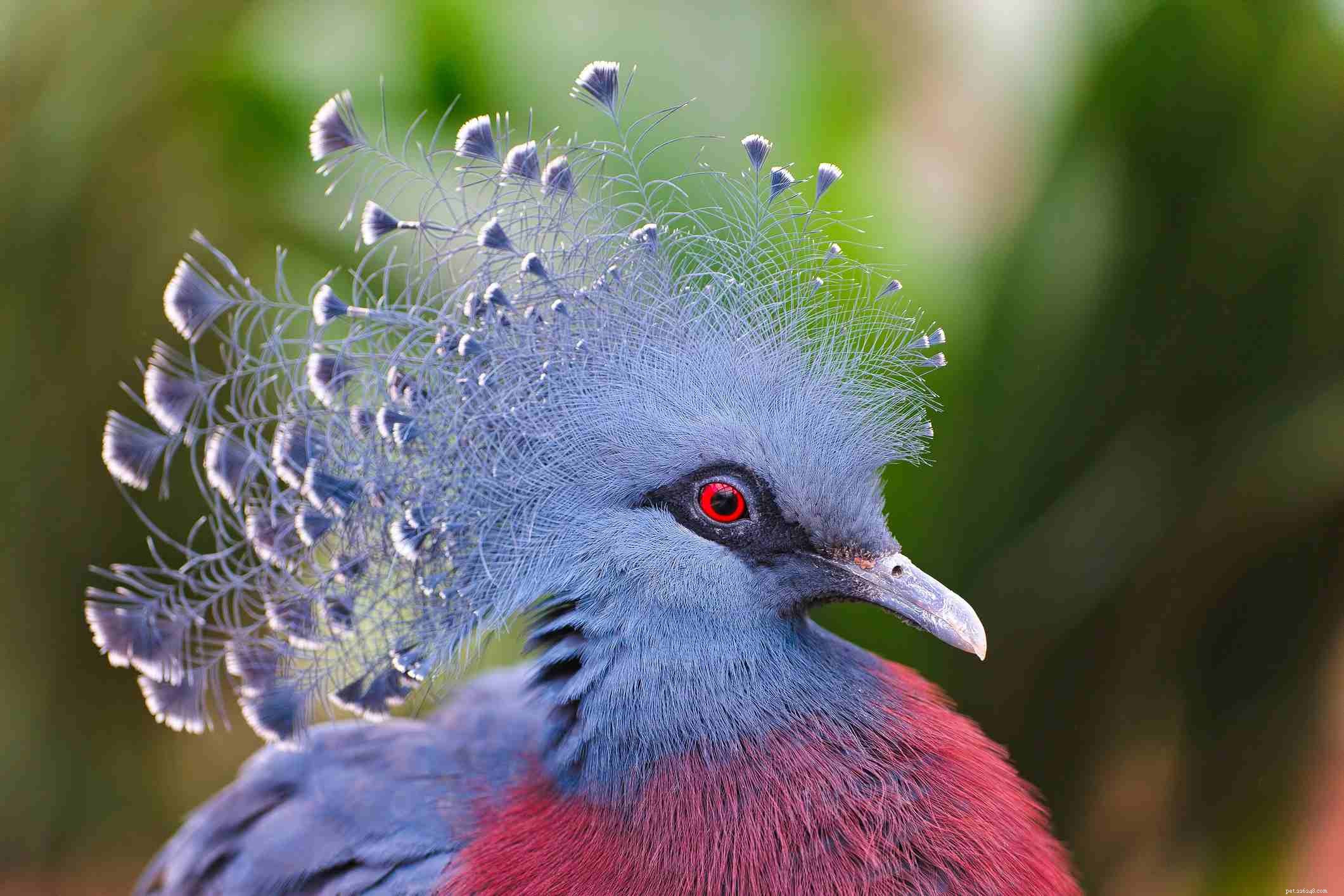 8 nejexotičtějších ptáků v zájmovém chovu