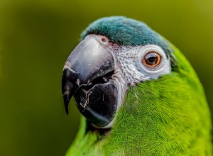 Ханский ара (красноплечий ара):профиль видов птиц