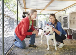 Vrácení:Pomoc psům v nouzi
