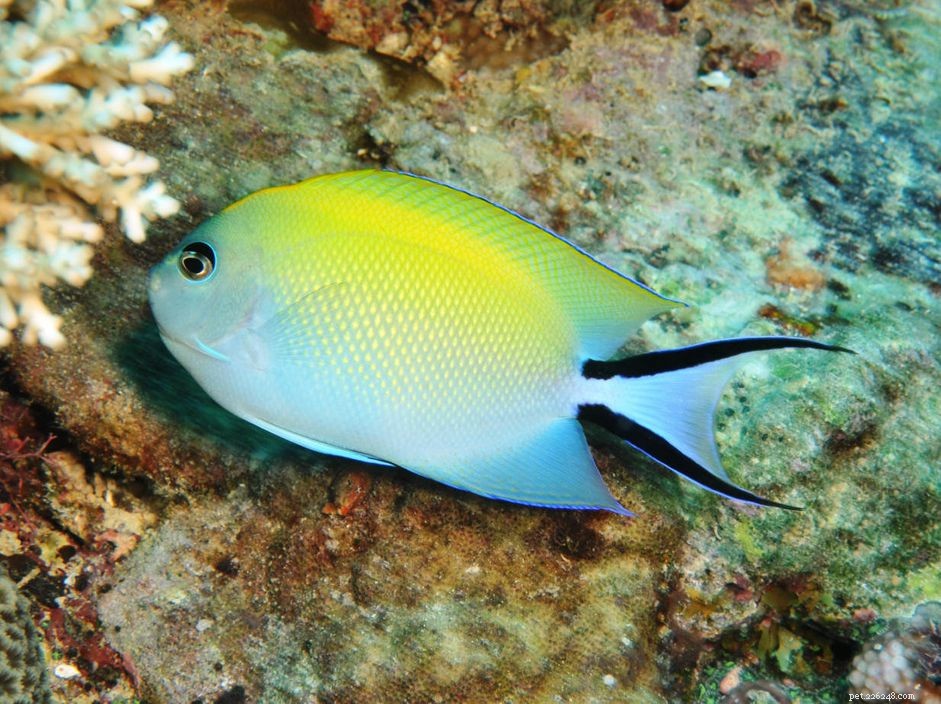 10 bästa Angelfish That Are Reef Tank Safe
