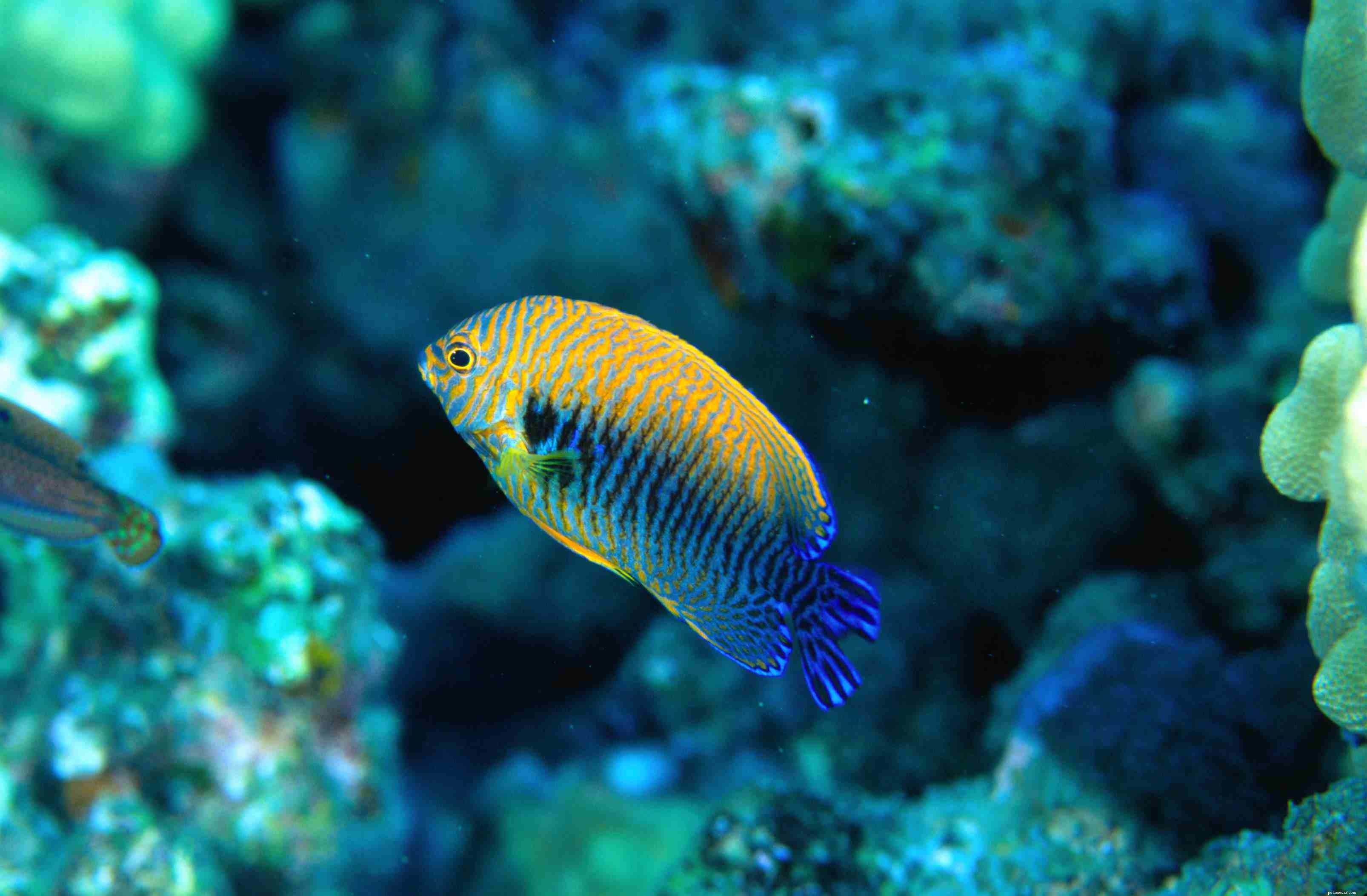 10 лучших рыб-ангелов, безопасных для рифовых аквариумов