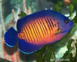 I 10 migliori pesci angelo che sono sicuri per i serbatoi della barriera corallina