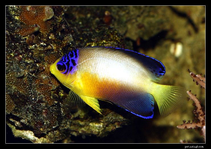 10 melhores peixes-anjo que são seguros para tanques de recife