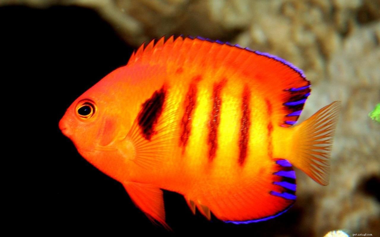10 melhores peixes-anjo que são seguros para tanques de recife