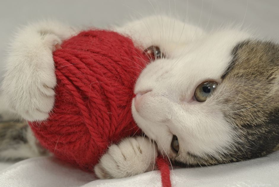 Como parar de sugar lã em gatos 