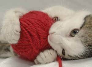 猫の羊毛の吸い込みを止める方法 