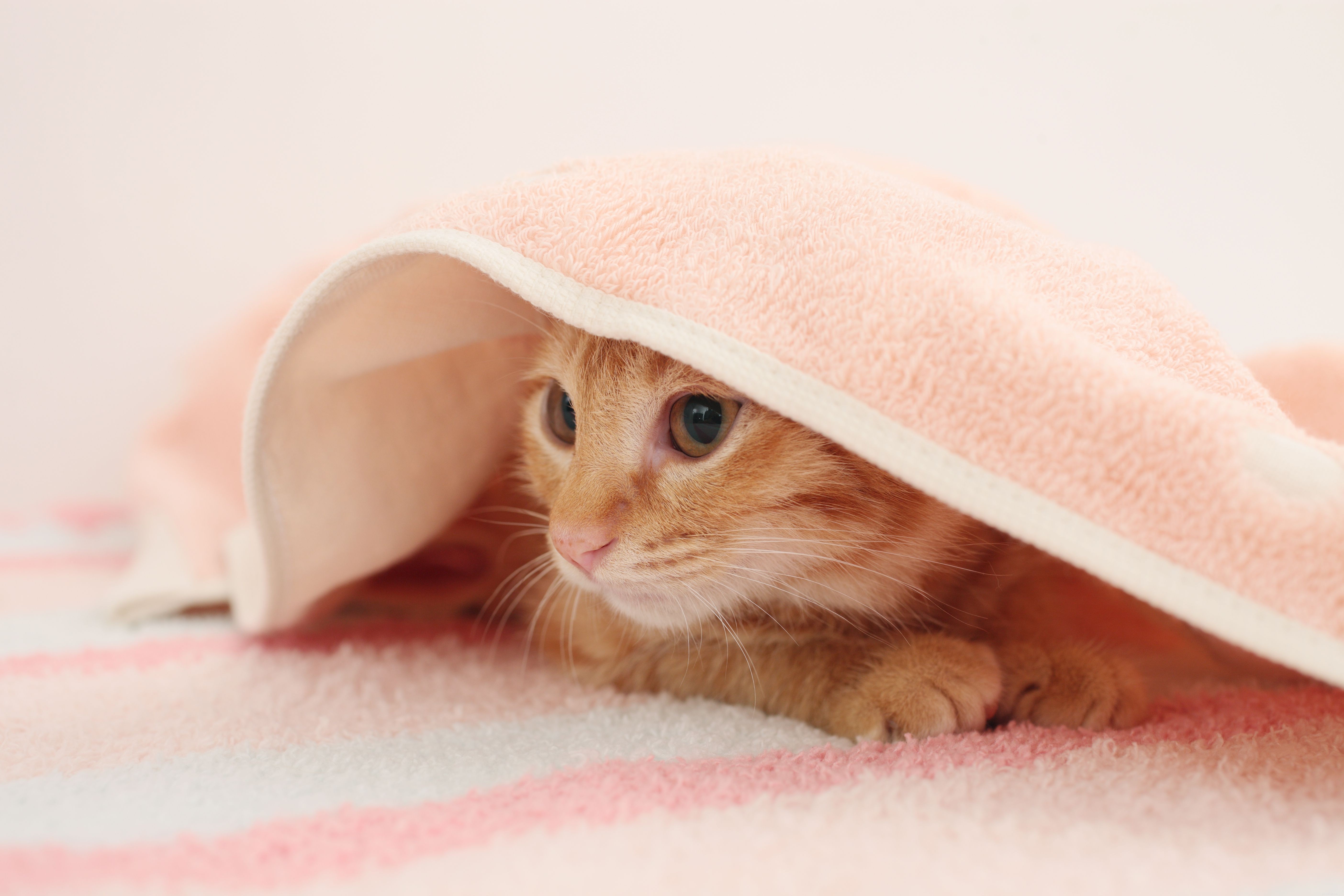 Como parar de sugar lã em gatos 