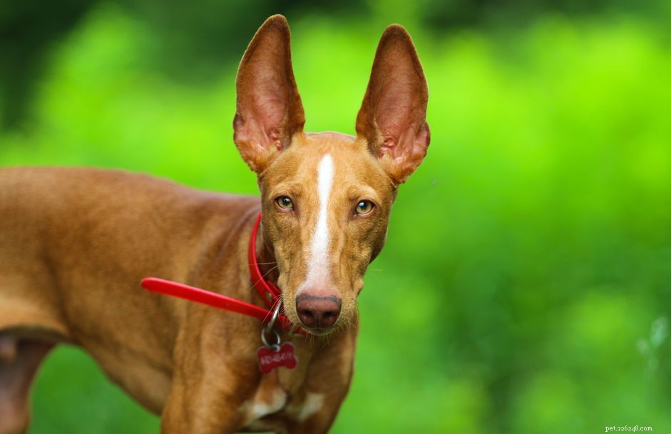 Cirneco dellEtna :profil de race de chien